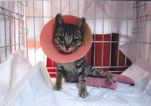 小さな体で四か所も骨折した子猫。長時間の手術に耐えて、退院できる日を待っています。